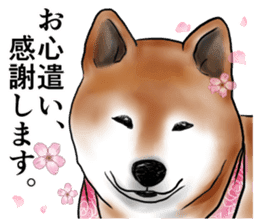 Japanese Shiba inu stickers!4 sticker #10970553