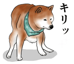 Japanese Shiba inu stickers!4 sticker #10970555