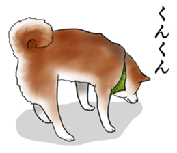 Japanese Shiba inu stickers!4 sticker #10970557