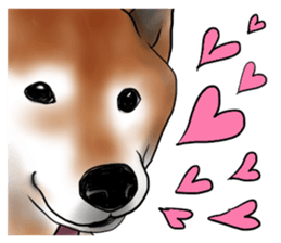 Japanese Shiba inu stickers!4 sticker #10970560
