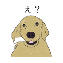 Old man of the Golden Retriever. sticker #10973451