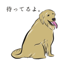 Old man of the Golden Retriever. sticker #10973459