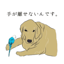 Old man of the Golden Retriever. sticker #10973460