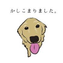 Old man of the Golden Retriever. sticker #10973463
