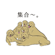 Old man of the Golden Retriever. sticker #10973467
