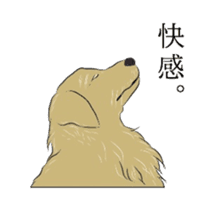 Old man of the Golden Retriever. sticker #10973468