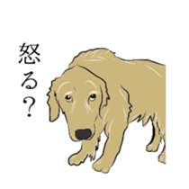 Old man of the Golden Retriever. sticker #10973469