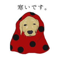 Old man of the Golden Retriever. sticker #10973471