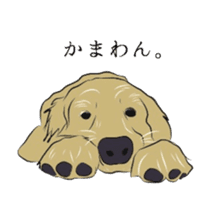 Old man of the Golden Retriever. sticker #10973476