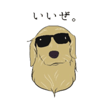 Old man of the Golden Retriever. sticker #10973477