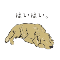 Old man of the Golden Retriever. sticker #10973478