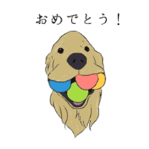 Old man of the Golden Retriever. sticker #10973479