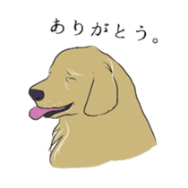 Old man of the Golden Retriever. sticker #10973480