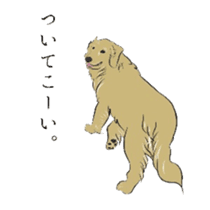 Old man of the Golden Retriever. sticker #10973482
