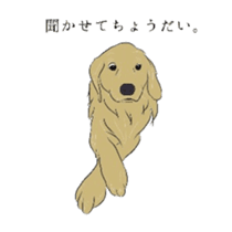Old man of the Golden Retriever. sticker #10973486
