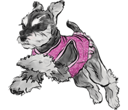 Our Schnauzers - Agility sticker #10973928