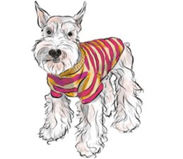 Our Schnauzers - Agility sticker #10973929