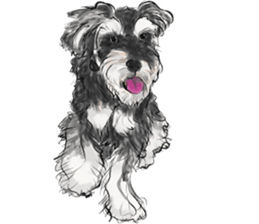 Our Schnauzers - Agility sticker #10973930