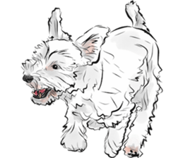 Our Schnauzers - Agility sticker #10973932