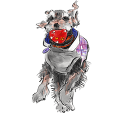 Our Schnauzers - Agility sticker #10973935