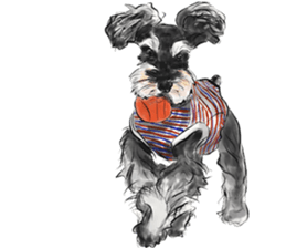 Our Schnauzers - Agility sticker #10973938