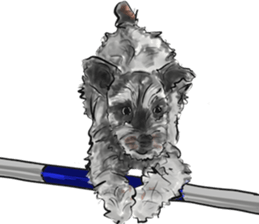 Our Schnauzers - Agility sticker #10973942