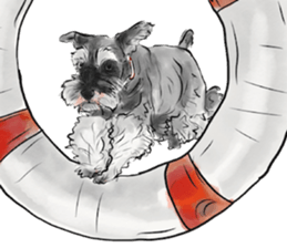 Our Schnauzers - Agility sticker #10973943