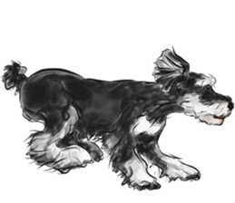 Our Schnauzers - Agility sticker #10973946