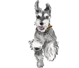 Our Schnauzers - Agility sticker #10973947