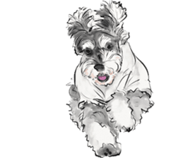 Our Schnauzers - Agility sticker #10973949