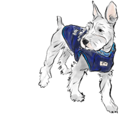 Our Schnauzers - Agility sticker #10973950