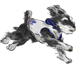 Our Schnauzers - Agility sticker #10973954