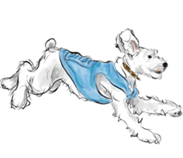 Our Schnauzers - Agility sticker #10973957