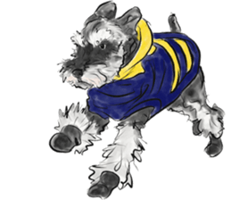 Our Schnauzers - Agility sticker #10973960