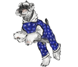 Our Schnauzers - Agility sticker #10973961