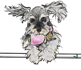 Our Schnauzers - Agility sticker #10973963