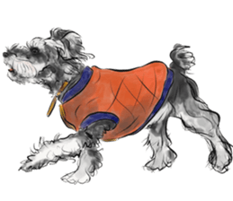 Our Schnauzers - Agility sticker #10973967