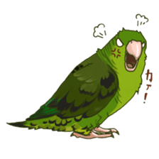 Lineolated parakeet and friends sticker #10975455