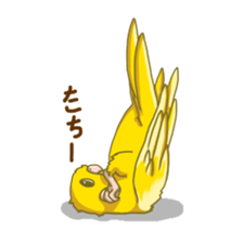 Lineolated parakeet and friends sticker #10975482