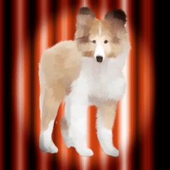 Shetland Sheepdog vo2