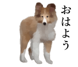 Shetland Sheepdog vo2 sticker #10977889