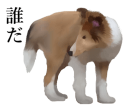 Shetland Sheepdog vo2 sticker #10977890
