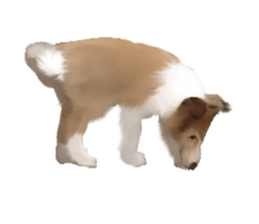 Shetland Sheepdog vo2 sticker #10977893