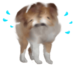 Shetland Sheepdog vo2 sticker #10977894