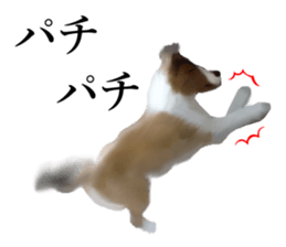 Shetland Sheepdog vo2 sticker #10977895