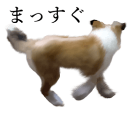 Shetland Sheepdog vo2 sticker #10977896