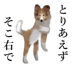 Shetland Sheepdog vo2 sticker #10977898