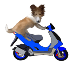 Shetland Sheepdog vo2 sticker #10977899