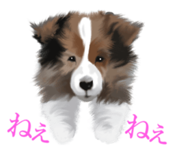 Shetland Sheepdog vo2 sticker #10977900