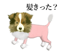 Shetland Sheepdog vo2 sticker #10977903